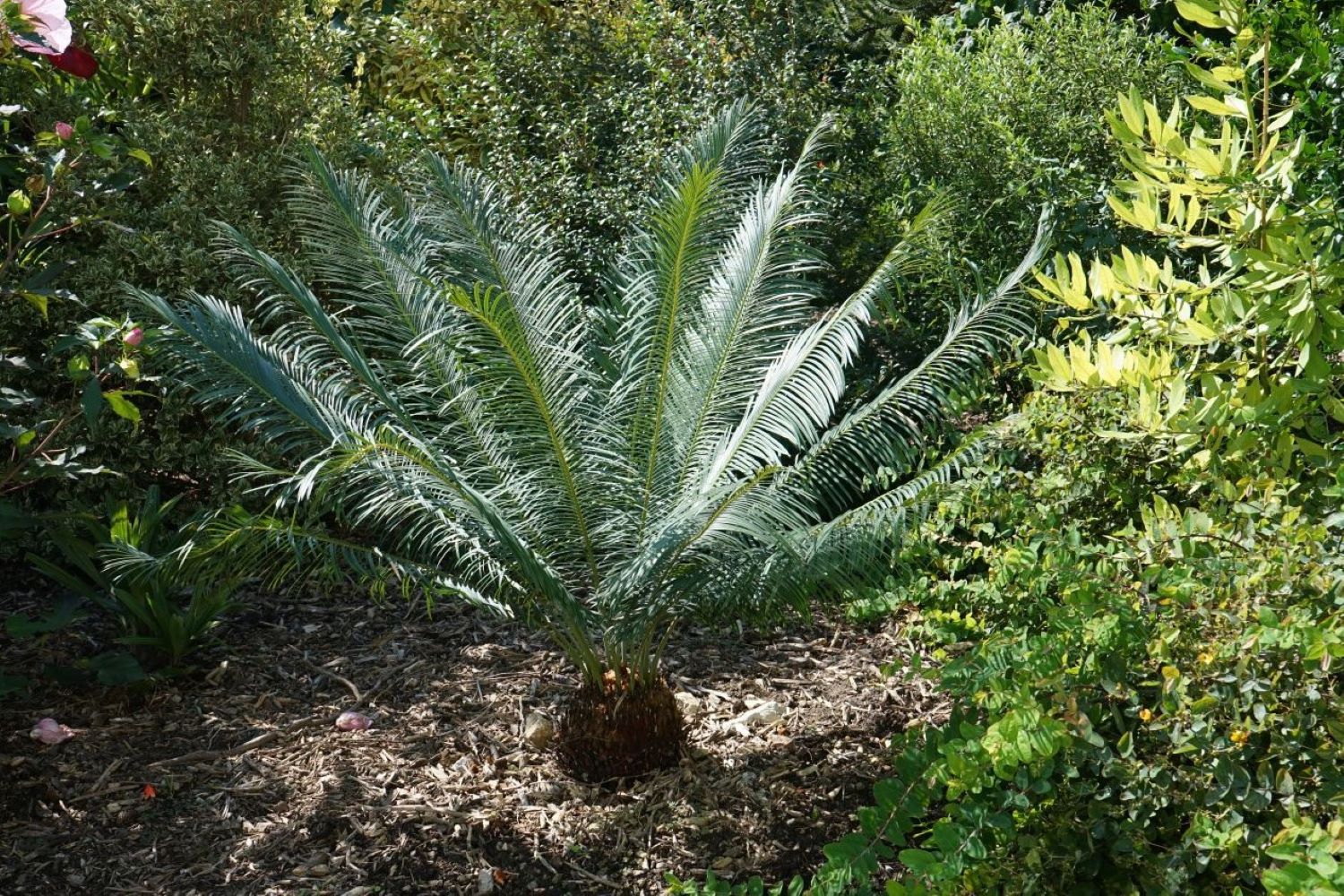 Sago Palm Growing Caring For Cycas Revoluta Plantura