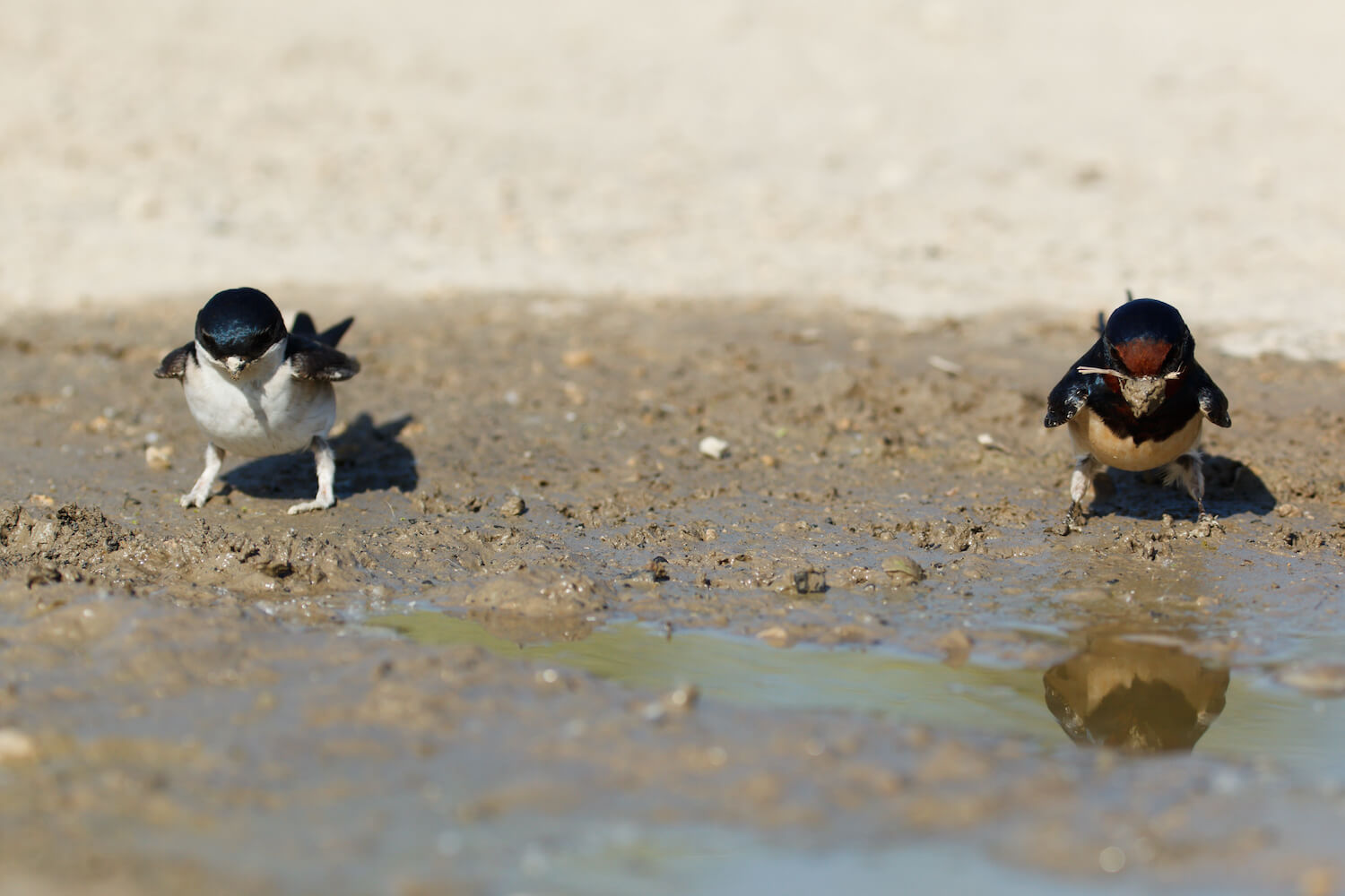House martin: song, nest & migration - Plantura