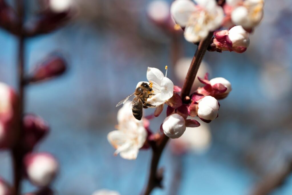A bee investigates the blossoms of an apricot tree