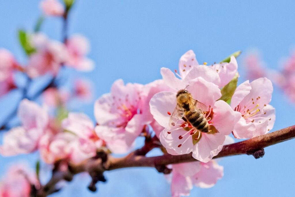 A bee gathers from the pink flowers of a peach tree