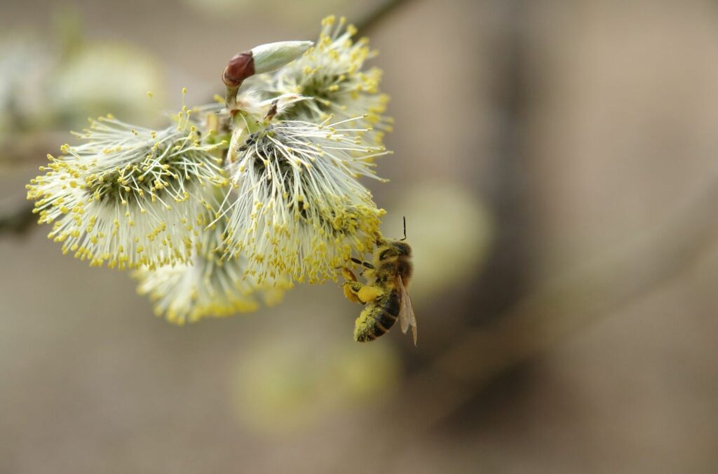 A bee clings to a willow catkin