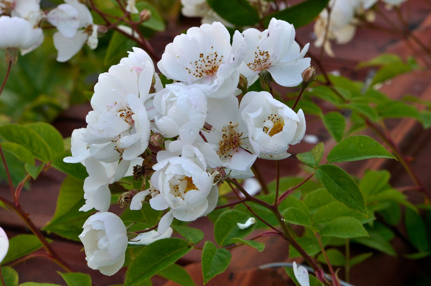 White roses: our top 15 - Plantura