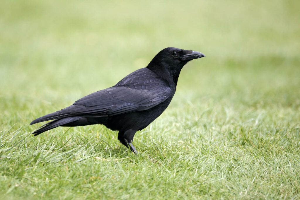 A carrion crow stands