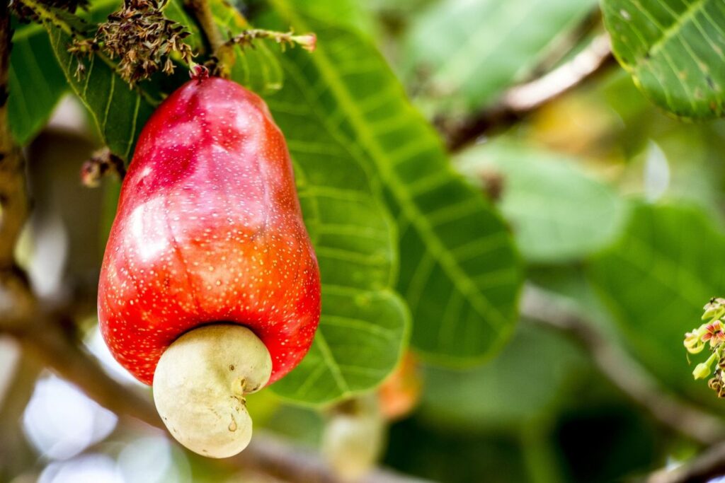 Cashew nuts are formed in a fruit sack