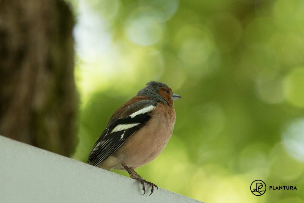 A chaffinch looks into the distance