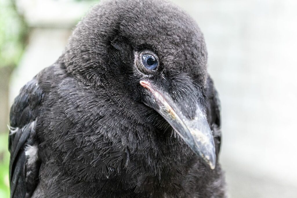 A close-up of a young rook‘s face