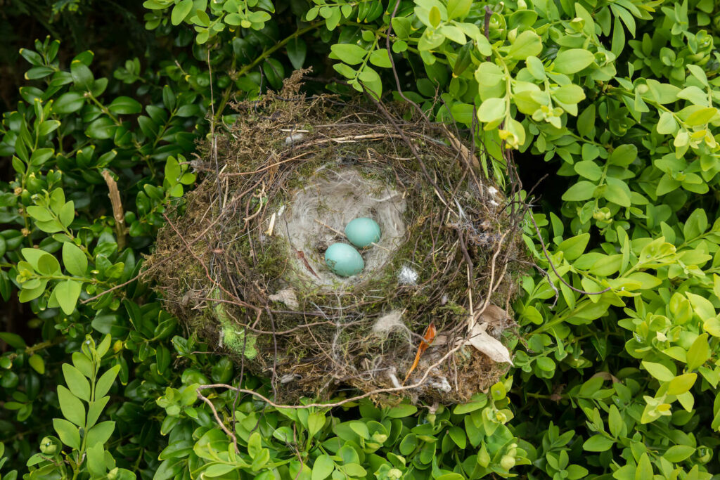 Two dunnock eggs in a nest