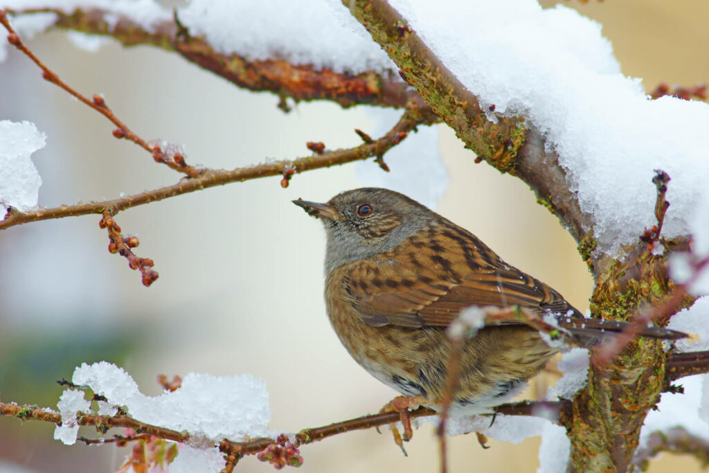 Dunnock perched on a winter branch
