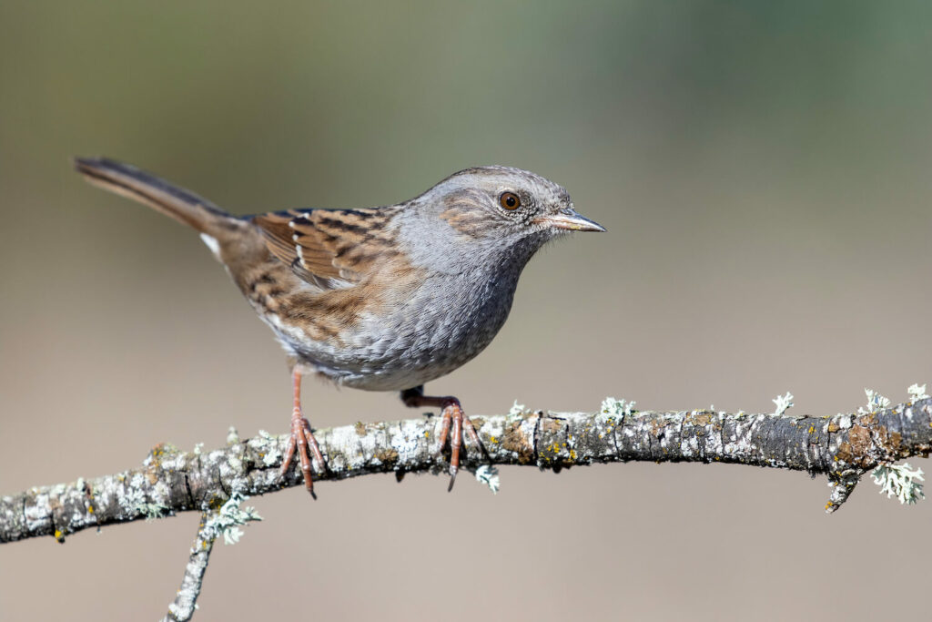 A dunnock perched on a branch