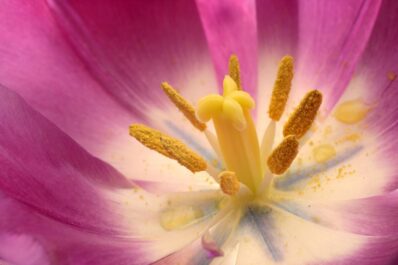 Types of pollination: cross-pollination, self-pollination & more