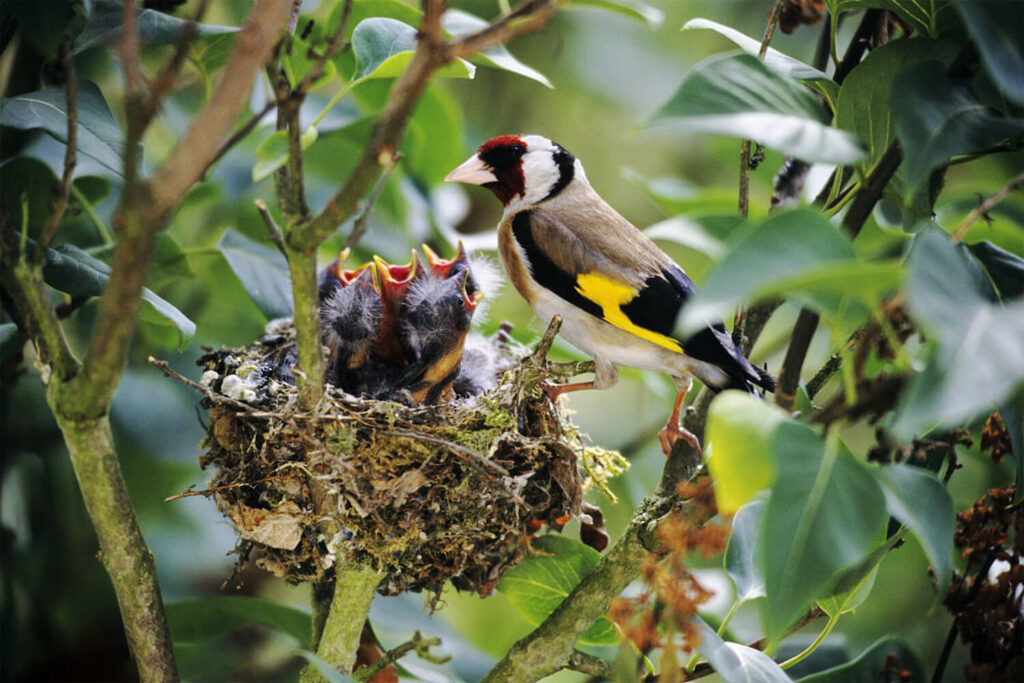 Goldfinch chicks beg for food from a nest