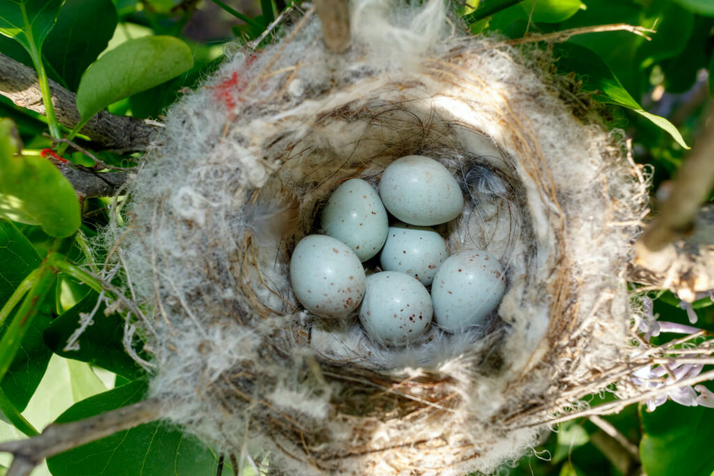 Six goldfinch eggs lay in a soft nest