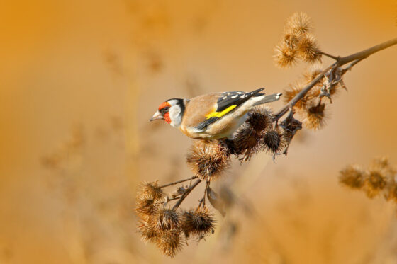 Goldfinch: the bird profiles