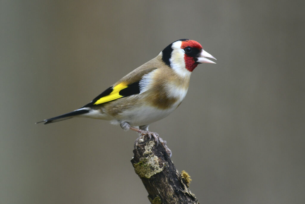 A goldfinch perches