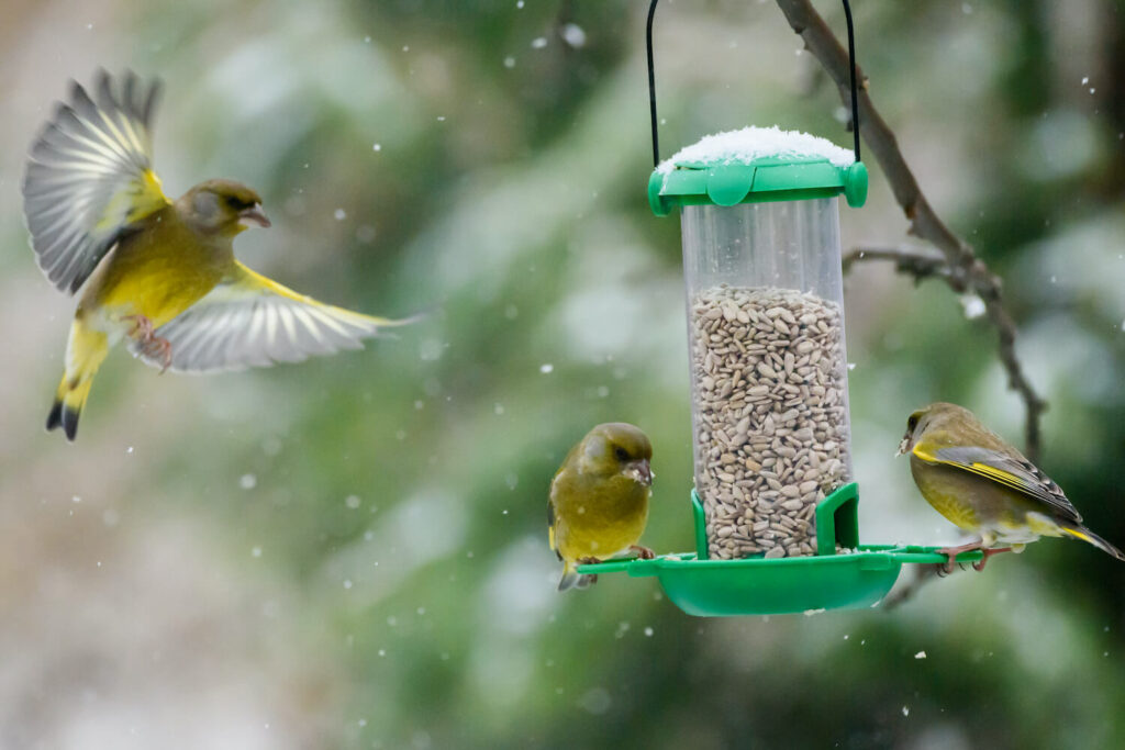 Greenfinches at a bird feeder in snow