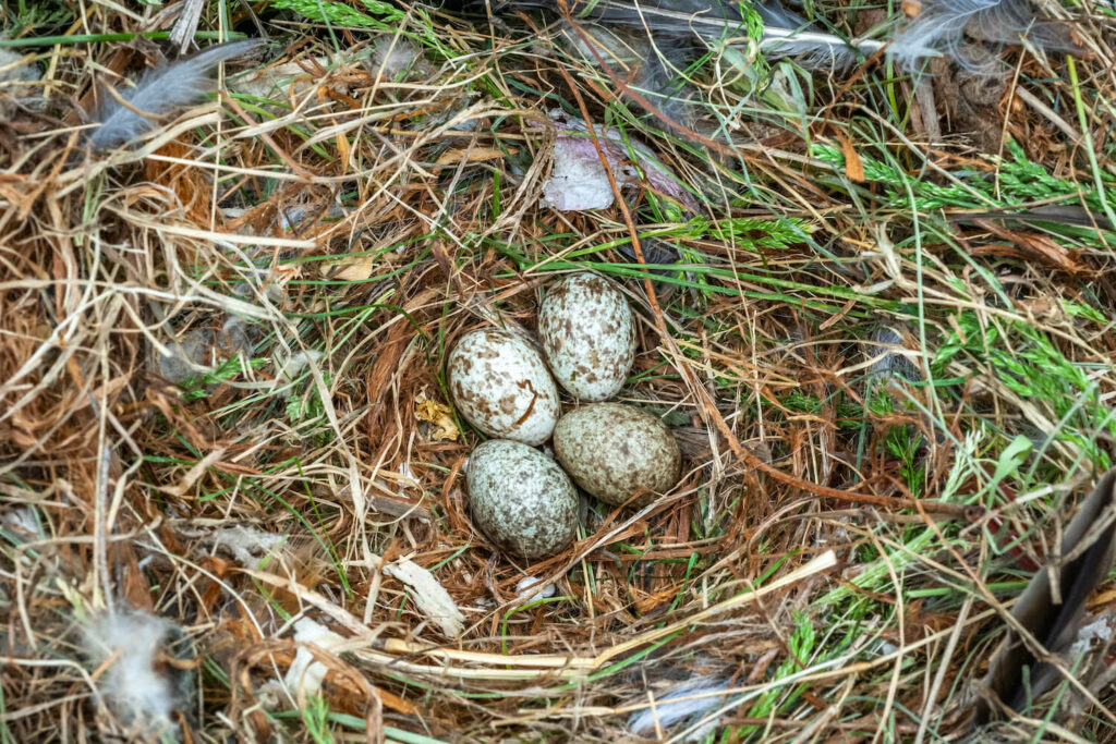Four house sparrow eggs in a nest