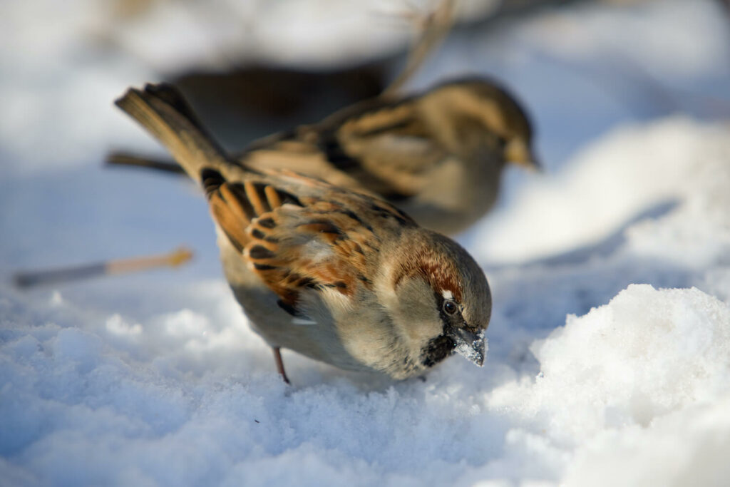 A house sparrow in the snow