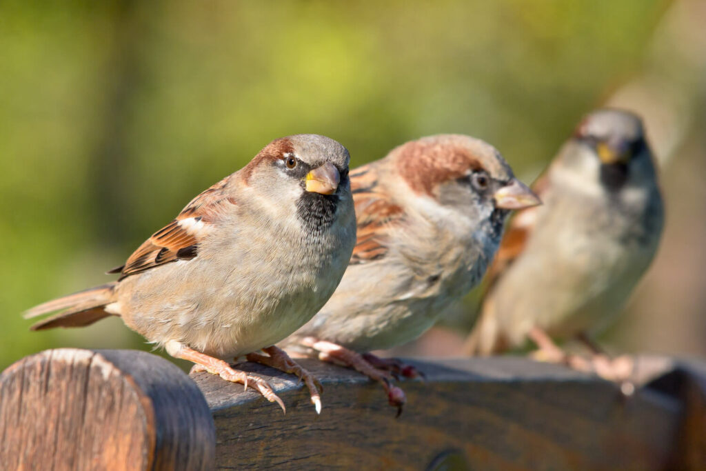 Three house sparrows perch on a bench