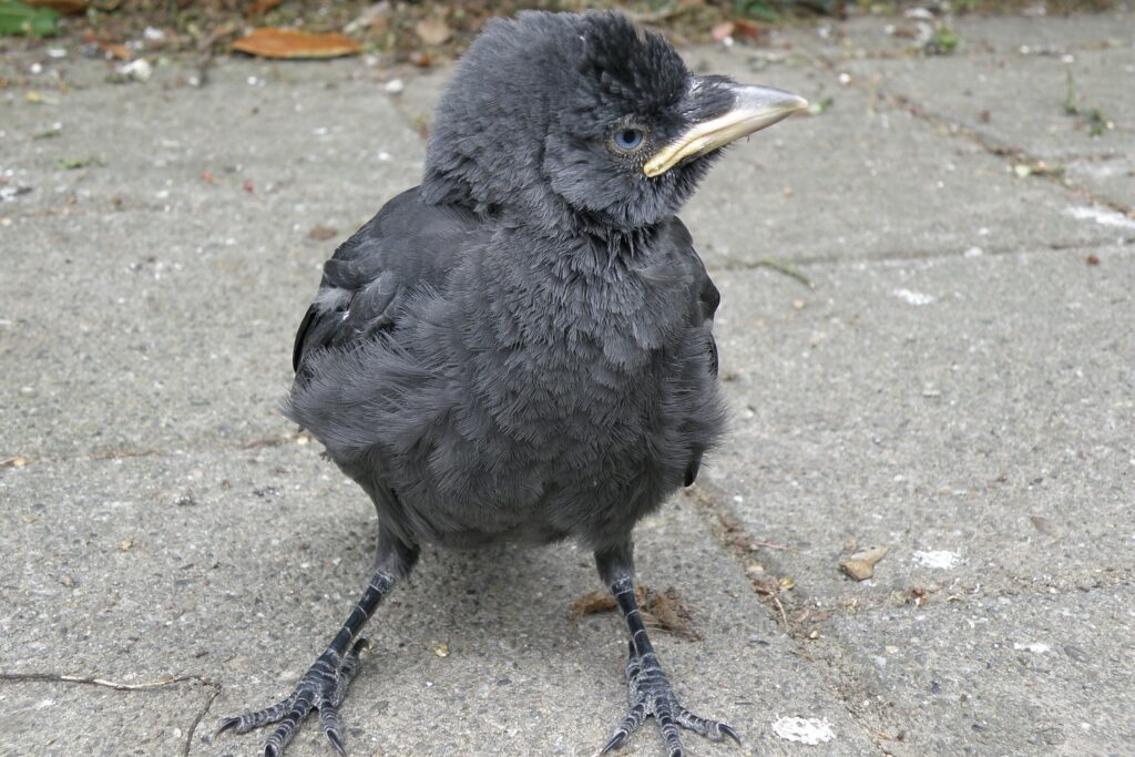 A puffed up jackdaw chick