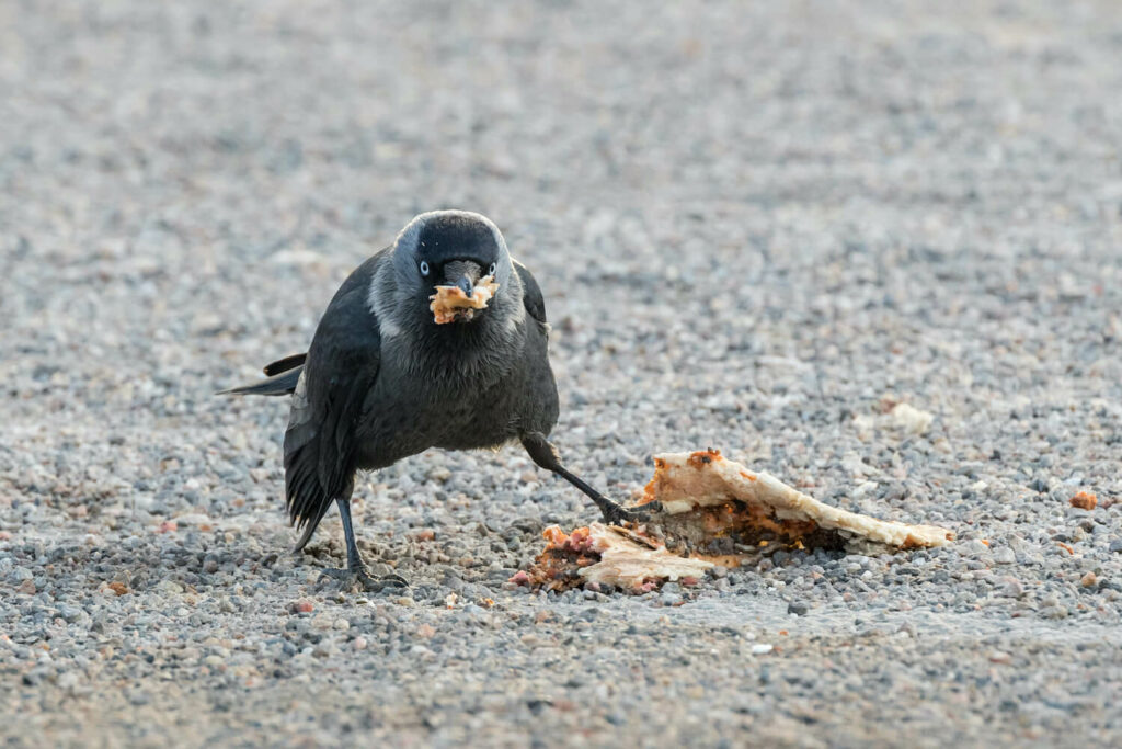 A jackdaw eats pizza on a street