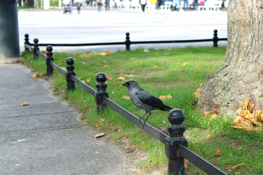 jackdaw-on-city-park-fence