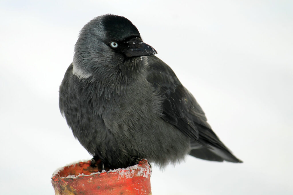 A jackdaw stands on a pipe in snow