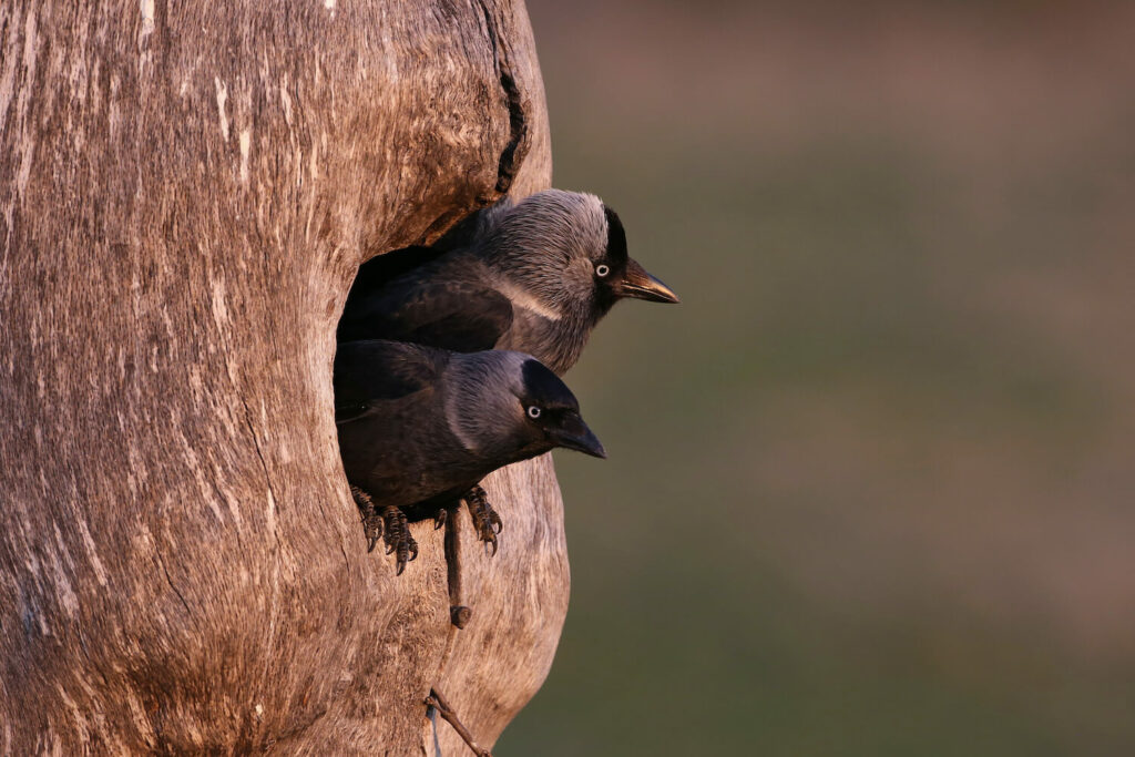 Two jackdaws look out from a tree hollow