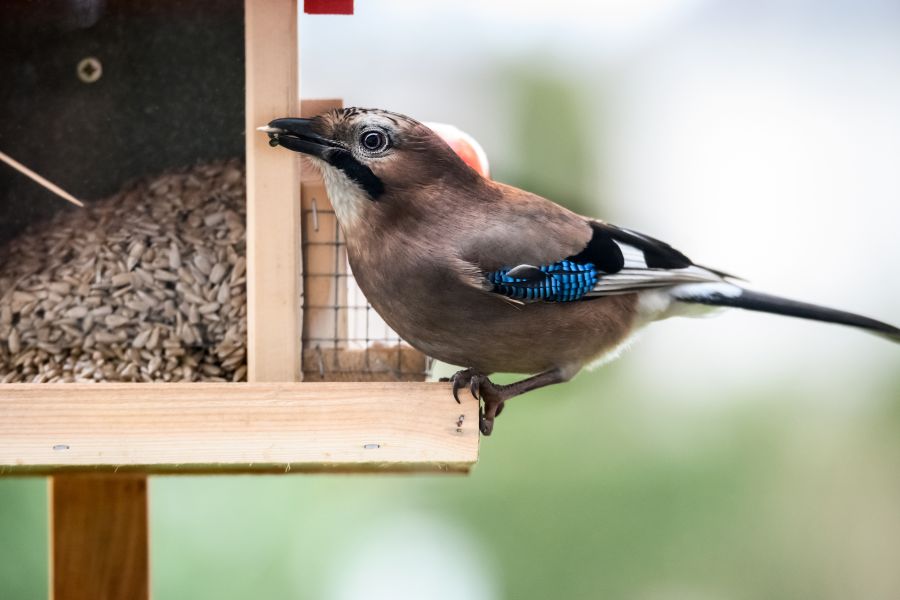 A jay perched at a feeding station