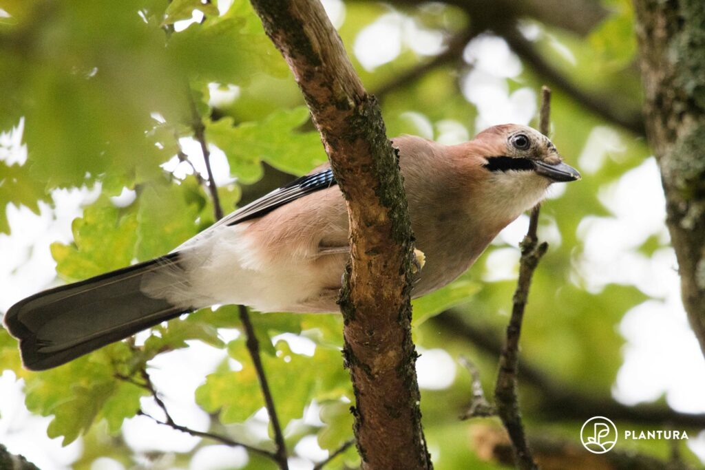 A jay perched on a branch