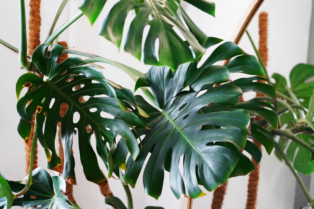 Large monstera leaves display signs of discolouration