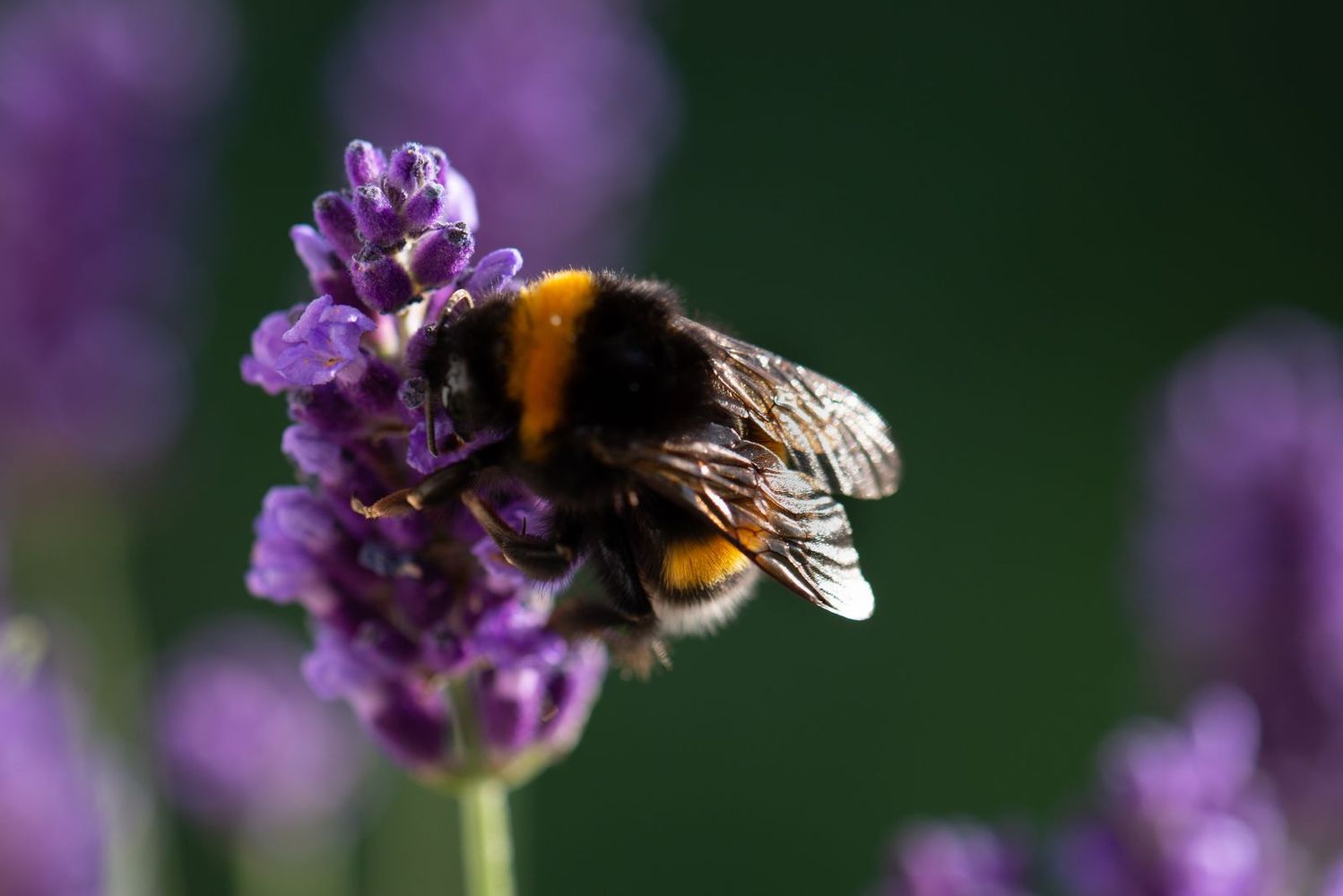 Lavender Bumblebee 