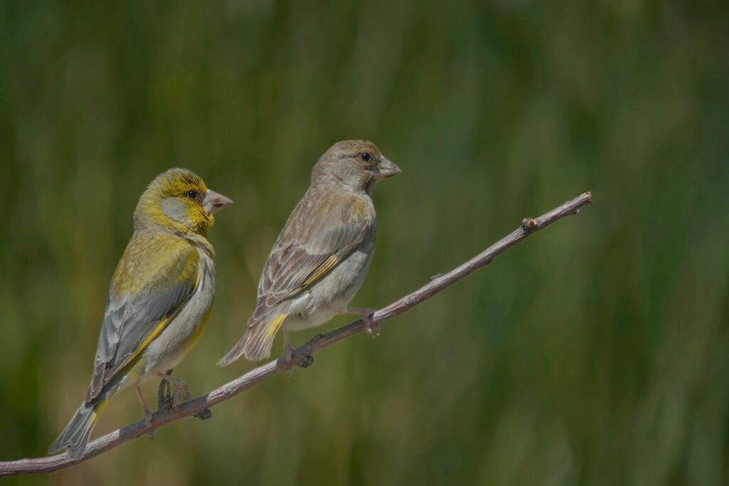 A male and female greenfinch perch next to one another