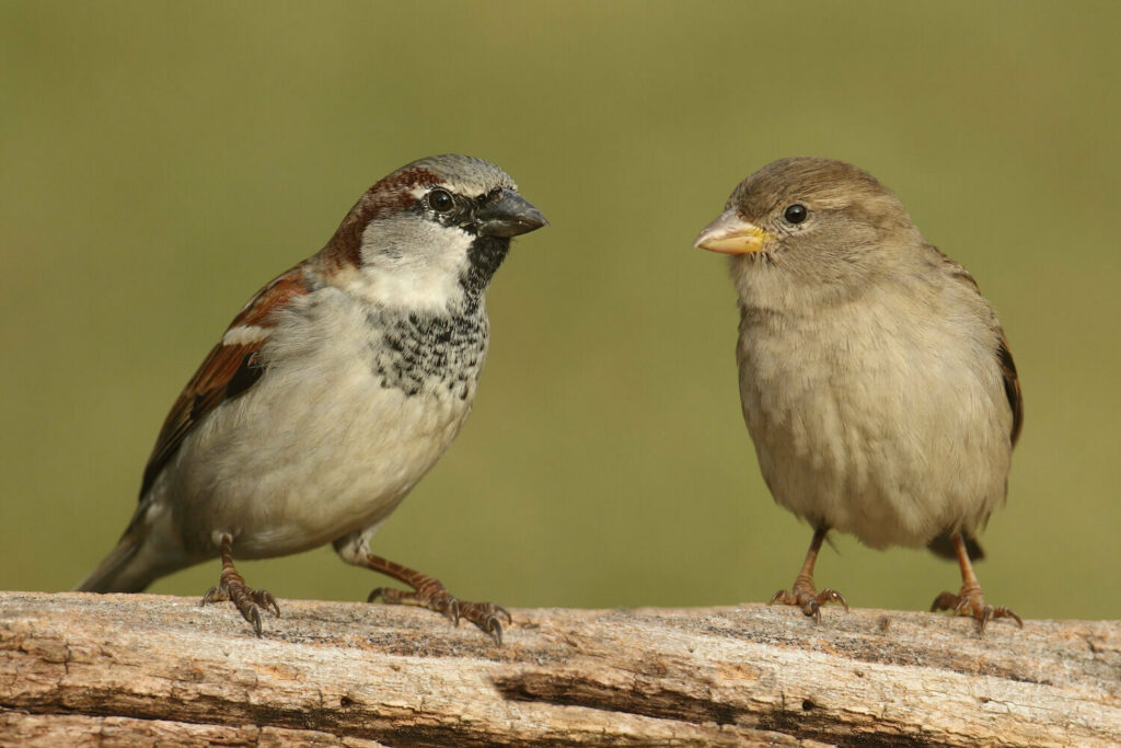 A female and male house sparrow stand next to one another