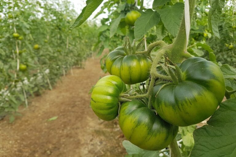 Marmande tomato plant profile, care & more Plantura