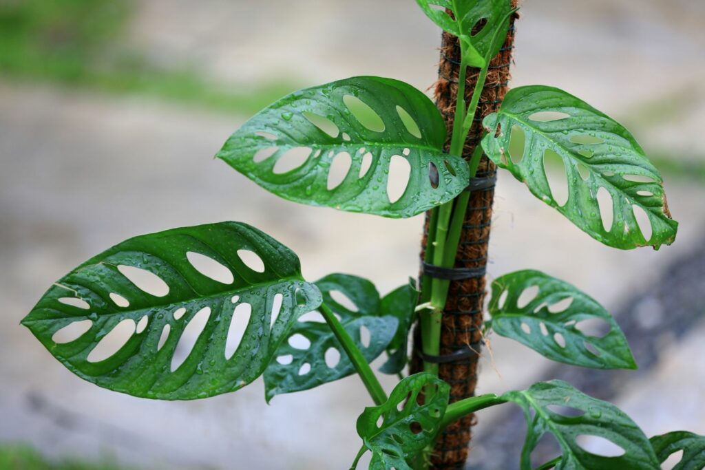 The perforated "Monkey Leaf" monstera is shown in close up