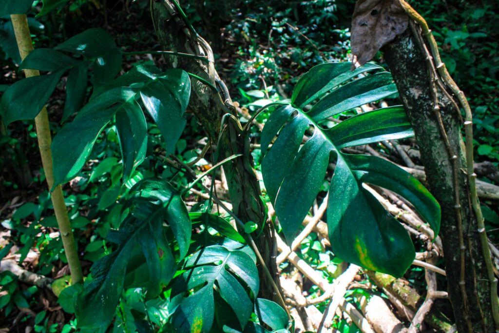 A large monstera climbs a tree