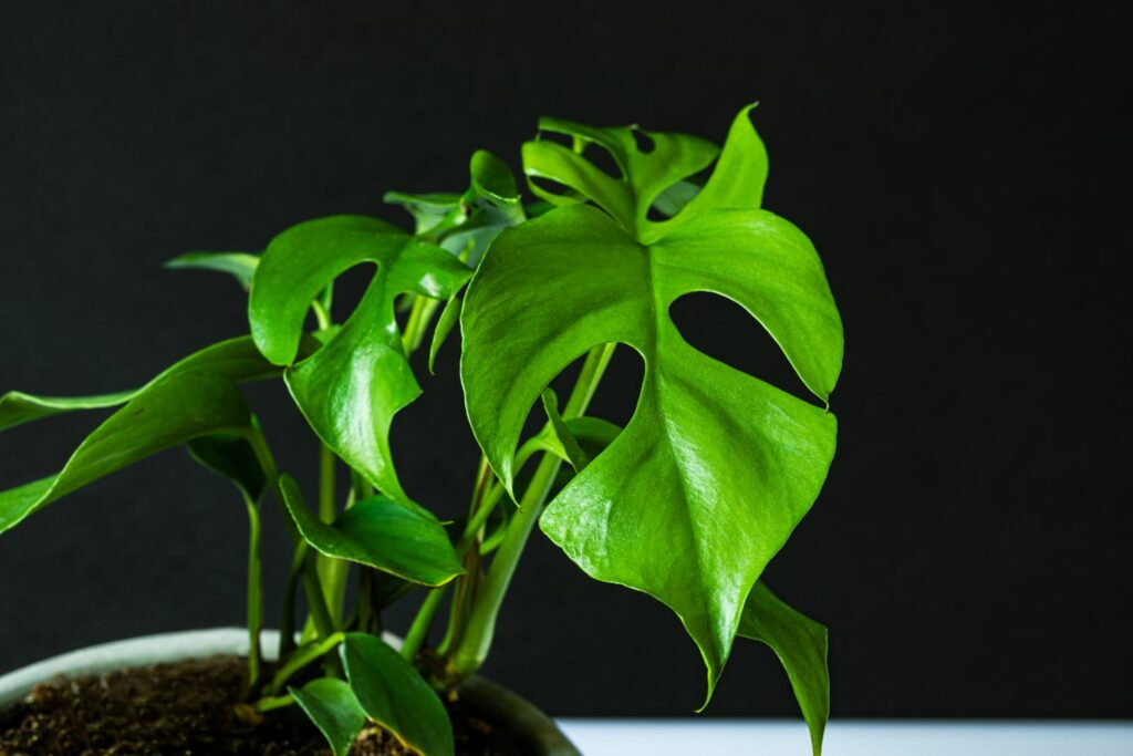 A young monstera grows in a pot of soil