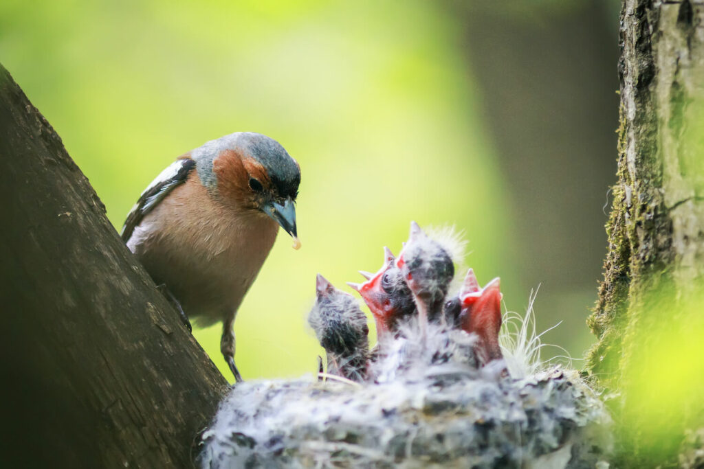 A mother chaffinch feeds her chicks