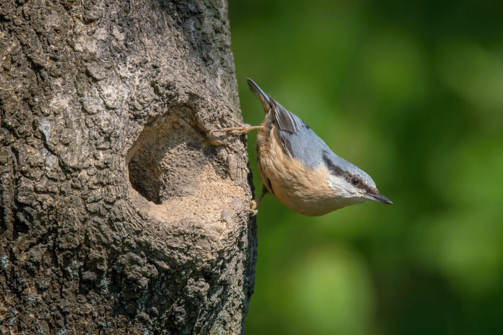 A nuthatch stands outside a cavity nest on a tree trunk