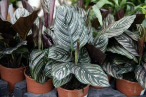 Calathea