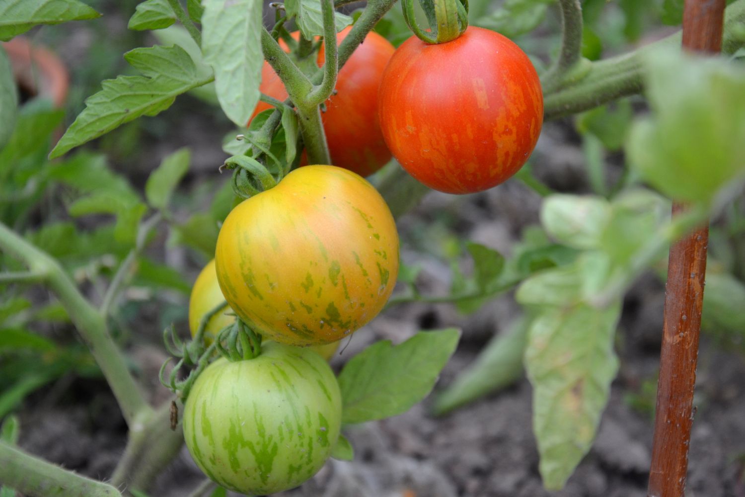 Tigerella tomatoes varieties & growing Plantura