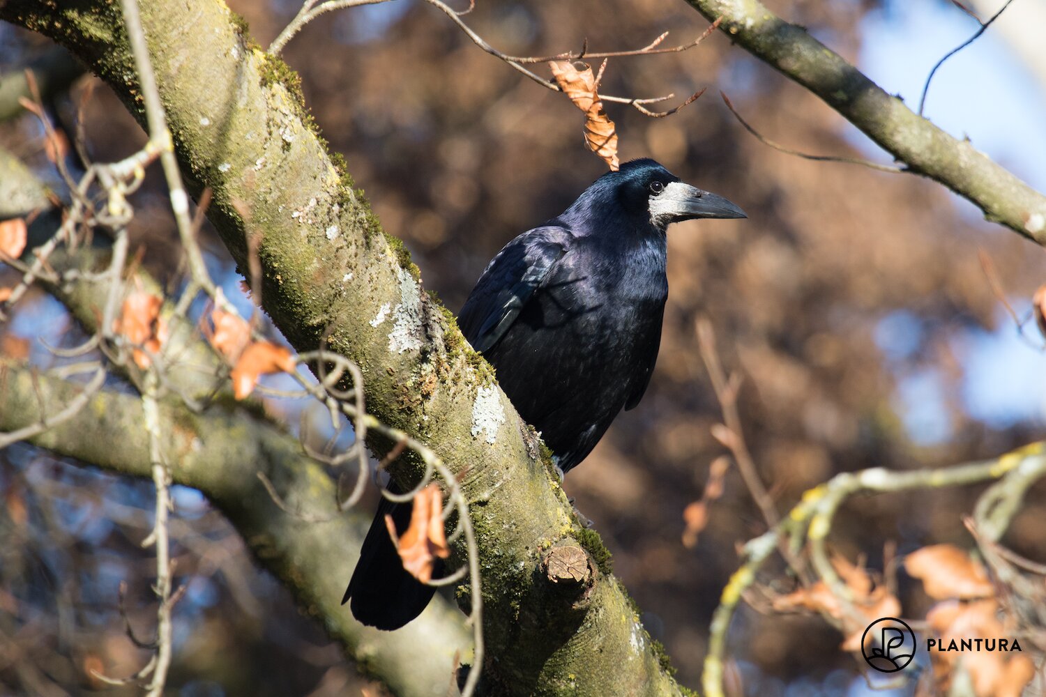 Rooks breeding in full swing around March