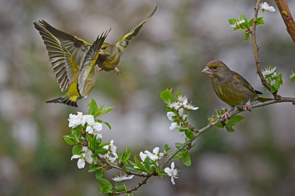 Three greenfinches: two in flight, one on a branch
