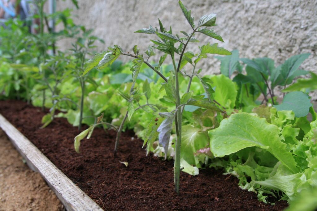 Image of Lettuce and tomatoes vegetable garden