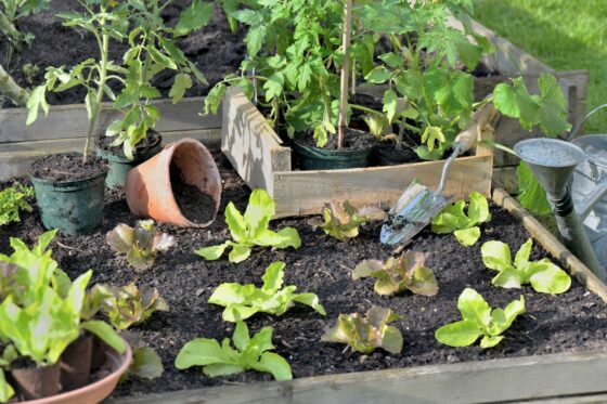Companion plants for tomatoes: which plants are best to grow with tomatoes?