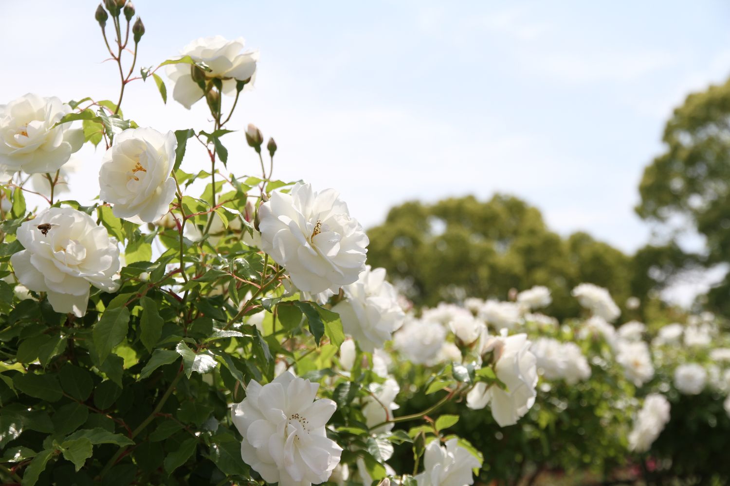 white garden rose