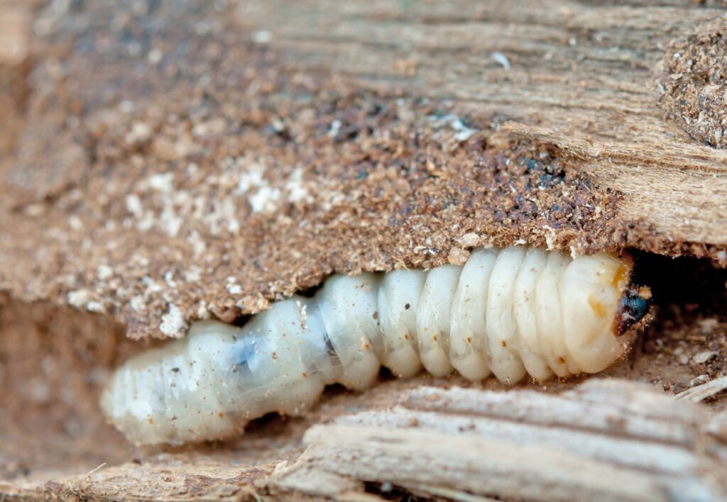 A woodworm digs a tunnel