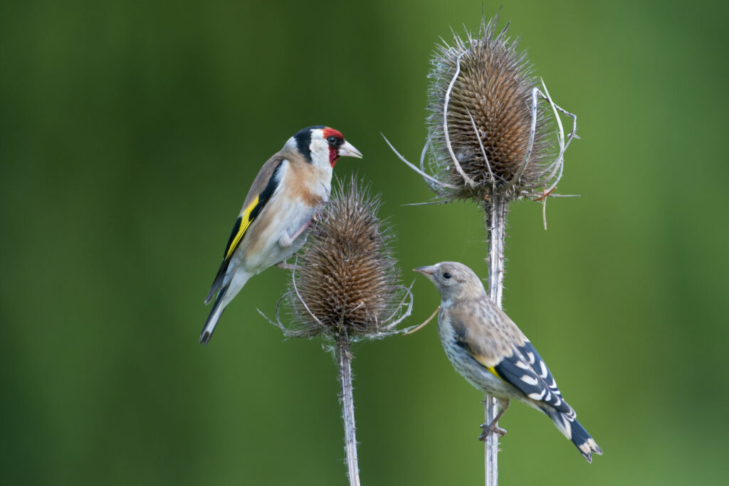 A young goldfinch clings to a thistle with a mature adult