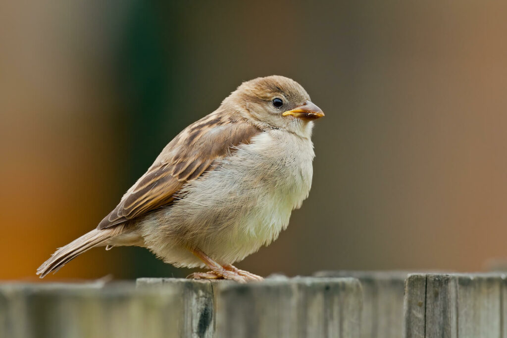 : A young house sparrow perches