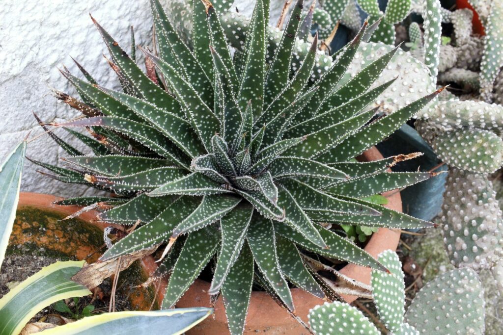 Round-shaped aloe aristata with toothed leaves